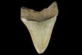Fossil Megalodon Tooth - North Carolina #109532-2